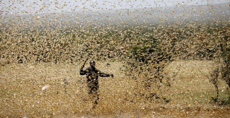 África se enfrenta a un «triple desastre»: el covid-19, inundaciones y una plaga de langostas