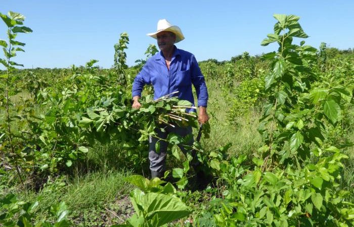 Campesinado cubano: con sombrero de yarey y corazón de pueblo