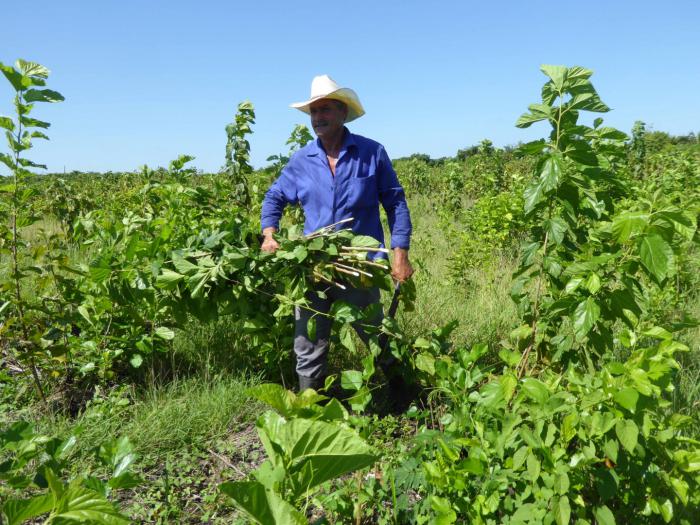 Campesinado cubano: con sombrero de yarey y corazón de pueblo