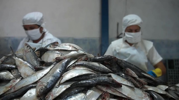 Apoyan mujeres producción pesquera en Amancio