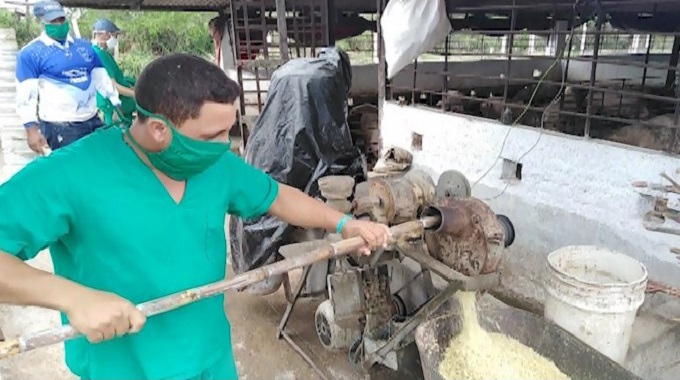 Porcicultores celebrarán el Día del Campesino en Las Tunas con mayores producciones