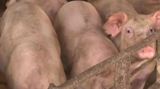 Abogan por el incremento de la producción de carne de cerdo en Las Tunas ante la situación epidemiológica