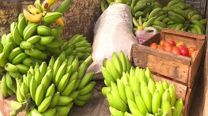 Campesinos donan alimentos a centros de aislamiento en Jesús Menéndez