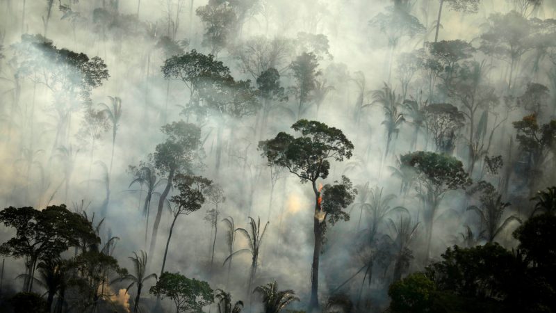 El mayor repositorio de coronavirus del mundo»: advierten que la próxima pandemia podría originarse en la Amazonía