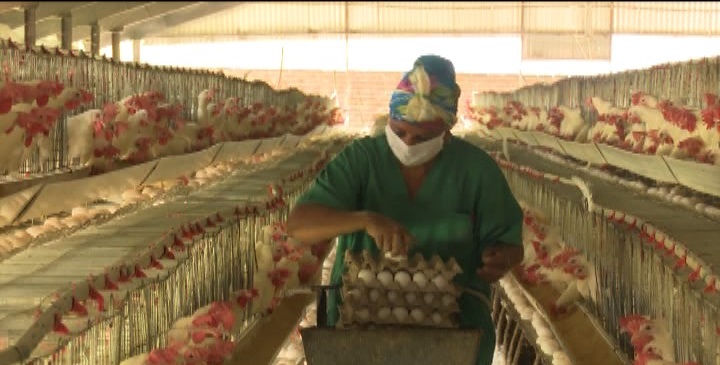 Avanza en Las Tunas producción de huevos