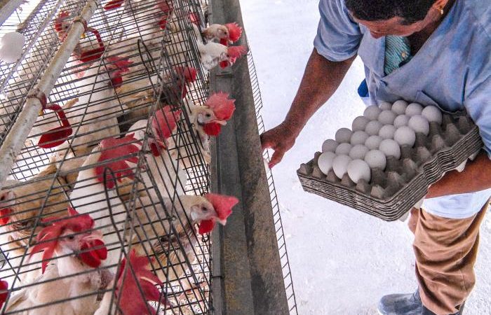 Cómo marchan las producciones de huevo y de carne de cerdo y pollo en el país?