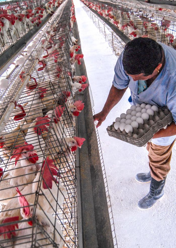 Cómo marchan las producciones de huevo y de carne de cerdo y pollo en el país?