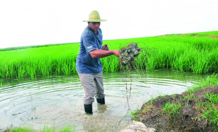 Asegurar la producción de alimentos en la etapa pos-COVID-19: una voluntad de país