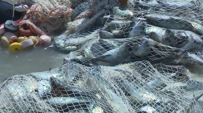 Interceptan tranque ilegal de pescado en la zona norte de Las Tunas
