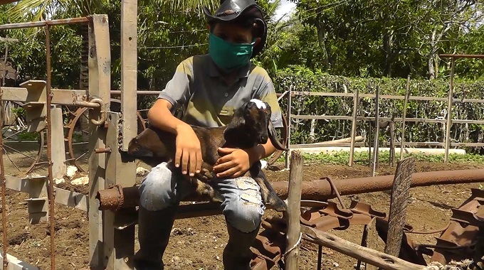 Proyecto local en Jesús Menéndez fomenta la cría de cabras