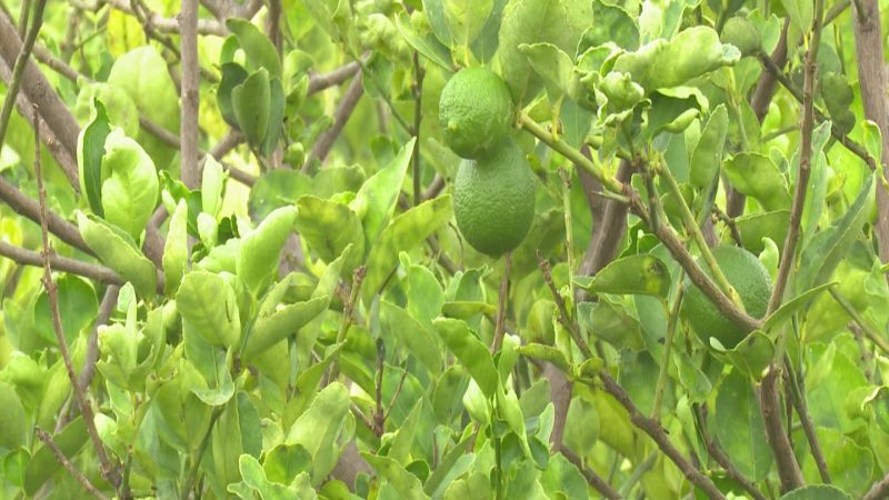 Se fomenta en Las Tunas el cultivo de cítricos