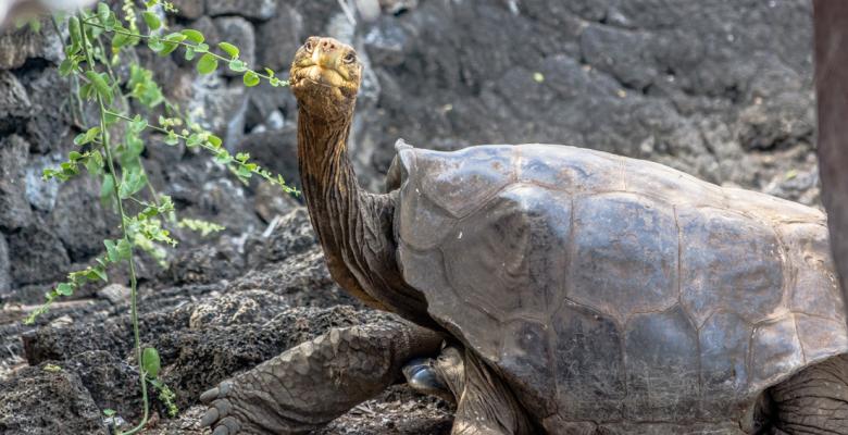 Galápagos, que procreó 800 hijos y salvó su especie de la extinción, regresa a casa