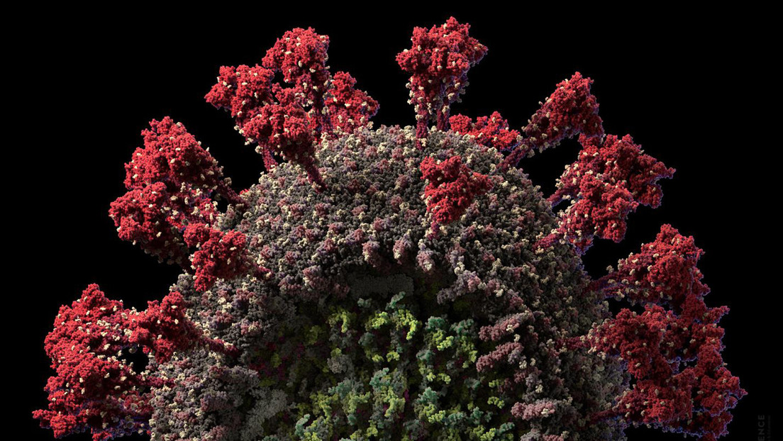 Un estudio concluye que la mutación del coronavirus multiplica sus ‘espigas’ y lo vuelve más infeccioso