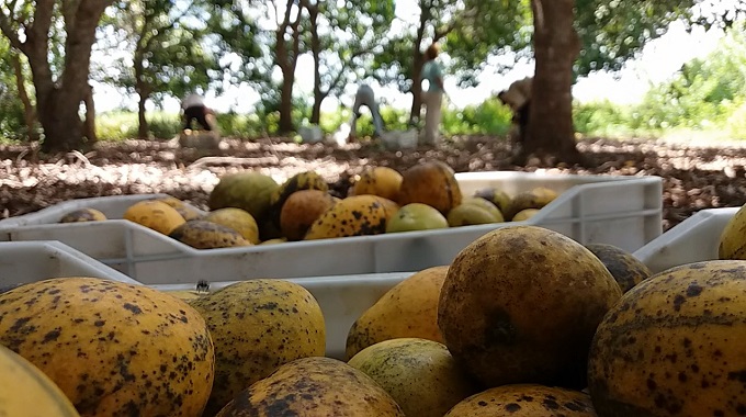 Dificultades en la comercialización del mango afecta a productores en #Manatí