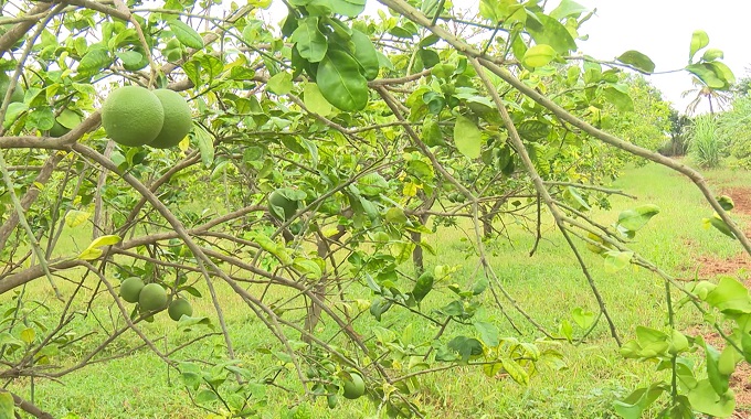 Evalúan en Las Tunas impacto de la ciencia en la producción de alimentos