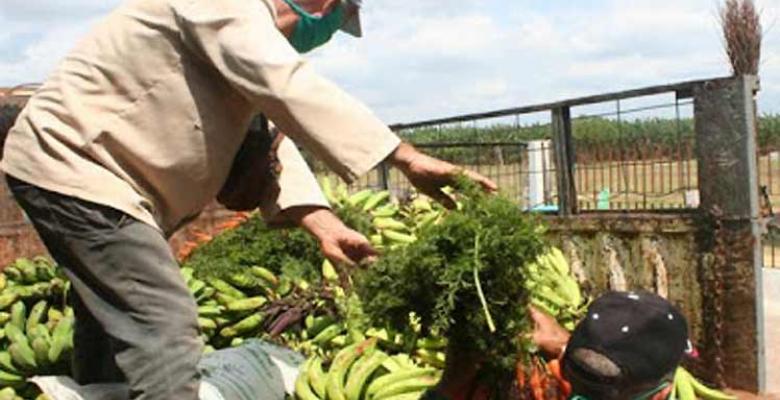 Producción de alimentos: del laboratorio al surco