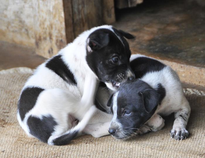 Decreto Ley sobre bienestar animal: una norma que apela a la sensibilidad