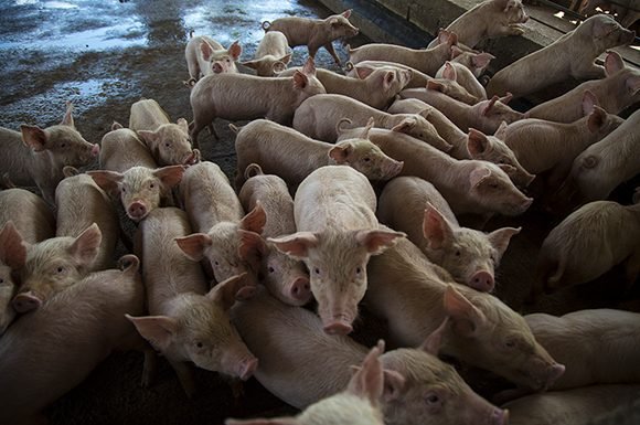 Producción porcina en Cuba: Los porqués de la “ausencia misteriosa”