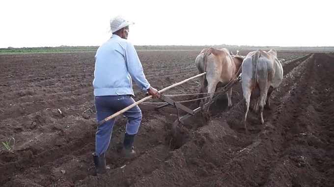 Incentivan en Amancio la producción de alimentos ante la complicada situación económica