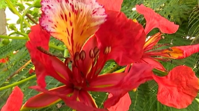Las flores, una terapia contra el estrés