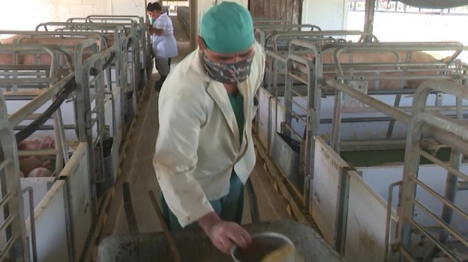 Impulsan en Las Tunas el desarrollo de centros porcinos para el sector azucarero