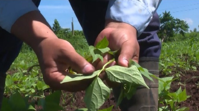 Asesora la ACTAF en Las Tunas a agricultores interesados en la aplicación de la agroecología