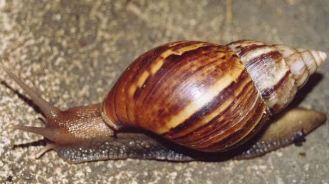 Mantienen en Las Tunas acciones sanitarias para erradicar el caracol gigante africano