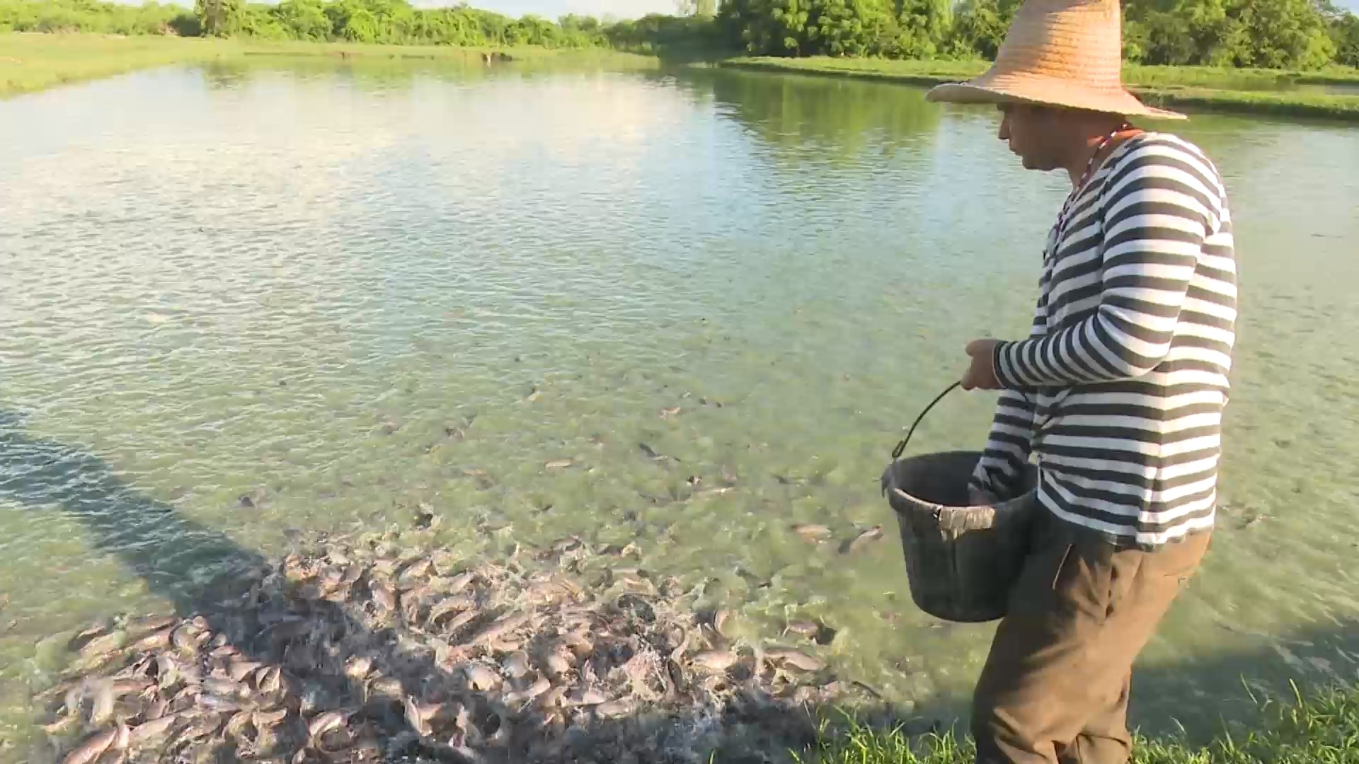 Desde el surco: Acuicultura Manatí