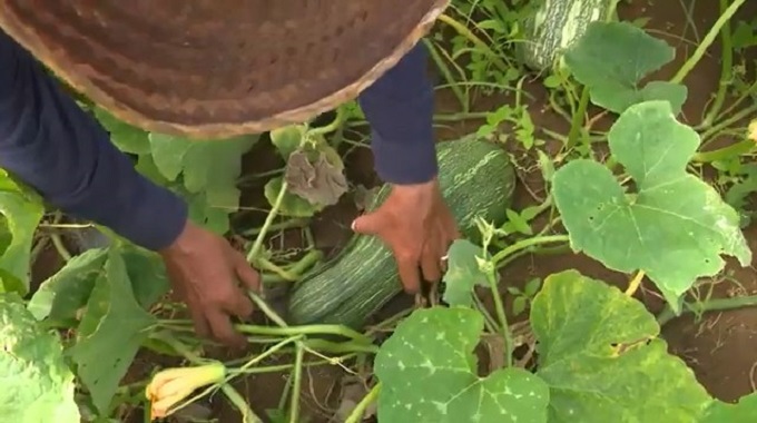 Llaman a una mayor incorporación de los jóvenes a la producción de alimentos en Las Tunas