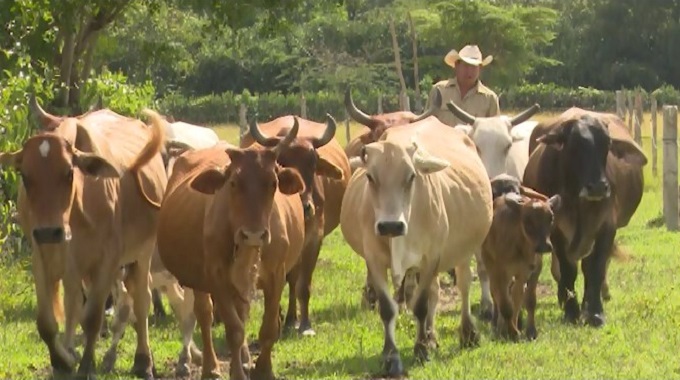 Logra cooperativa tunera producción de más de un millón de litros de leche