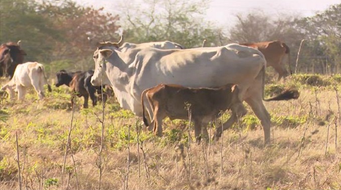 Intercambian autoridades de la provincia de #LasTunas con productores agropecuarios