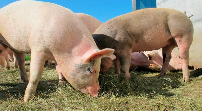 Los trasplantes de corazón de cerdo a humano podrían ser realidad en 2021