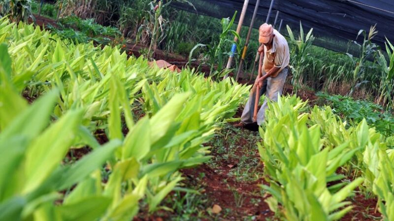 Califican como positivo el desarrollo de los Sistemas Alimentarios Locales