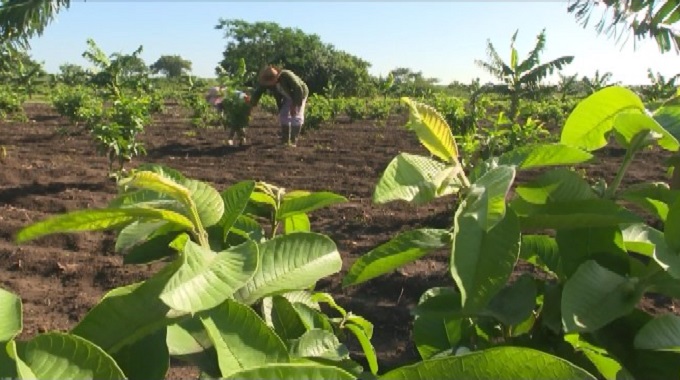 Fomentan en Jobabo desarrollo de la producción de alimentos y las exportaciones