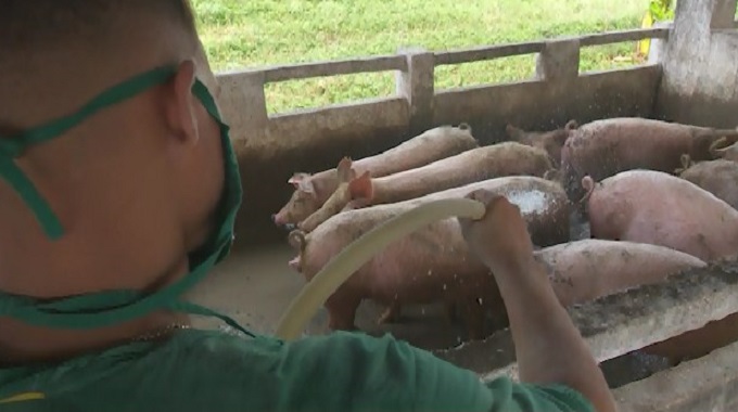 Fomentan en Las Tunas alternativas para asegurar la alimentación animal
