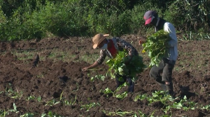 Evalúan autoridades del Partido y el Gobierno en #LasTunas programa agroalimentario en Majibacoa