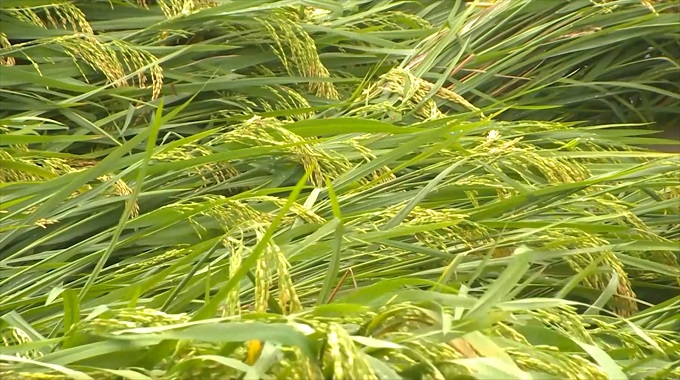 Tormenta tropical Eta afecta cosecha de arroz en Las Tunas