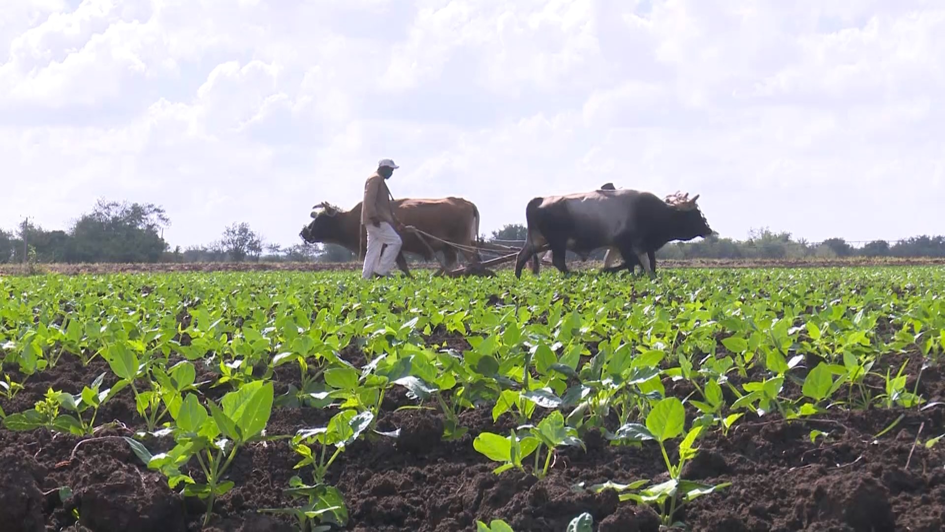 Agricultores tuneros se crecen ante las dificultades en el año que concluye