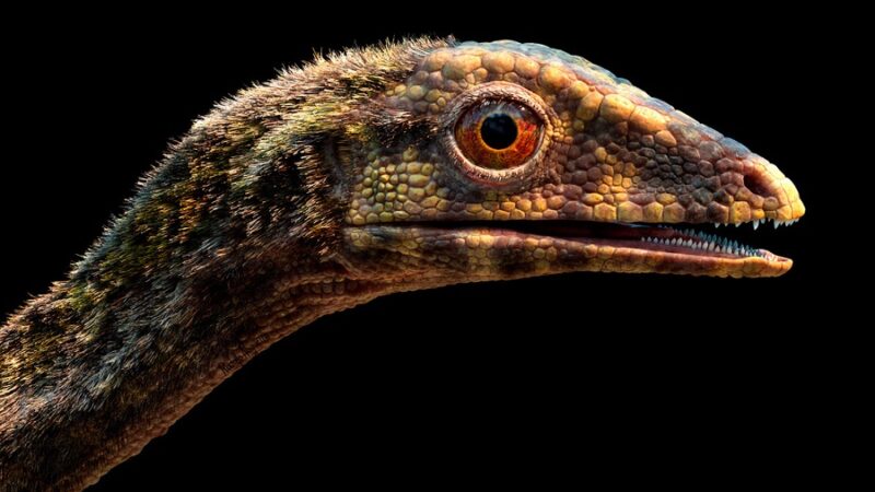 Científicos resuelven uno de los misterios más antiguos de la paleontología al aclarar el origen del pterosaurio
