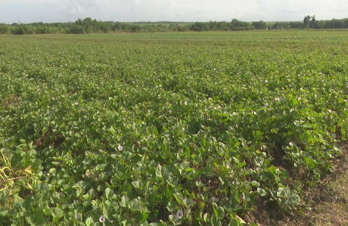 Realiza PIAL feria de diversidad en el cultivo de boniato