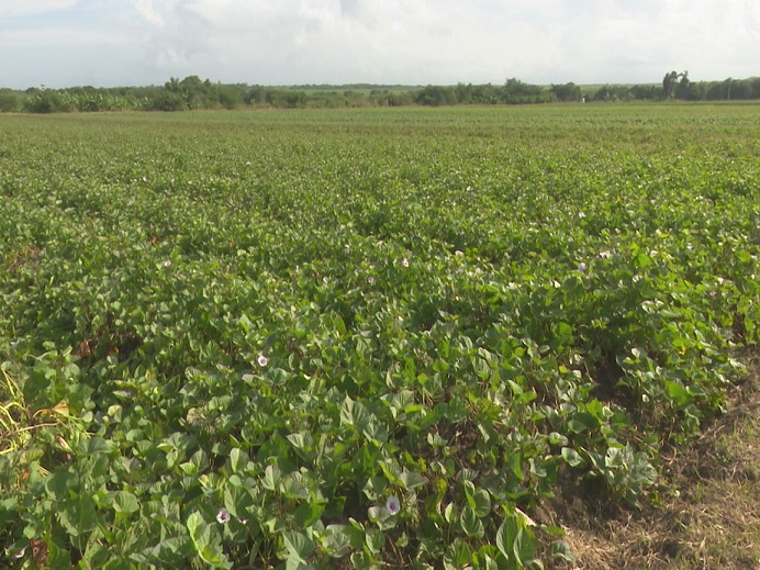 Realiza PIAL feria de diversidad en el cultivo de boniato