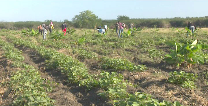 Realiza la Unión de Jóvenes Comunista tarea de impacto en la agricultura