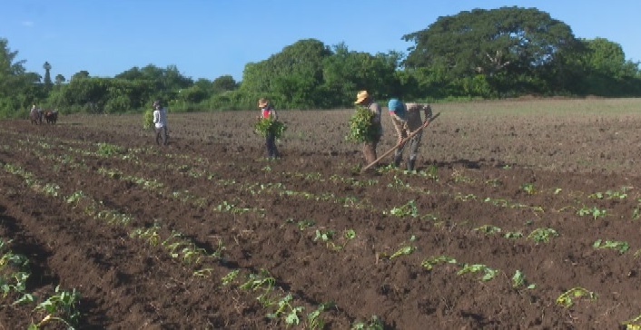 Redoblan esfuerzos agricultores tuneros para recuperar atrasos en la campaña de frío