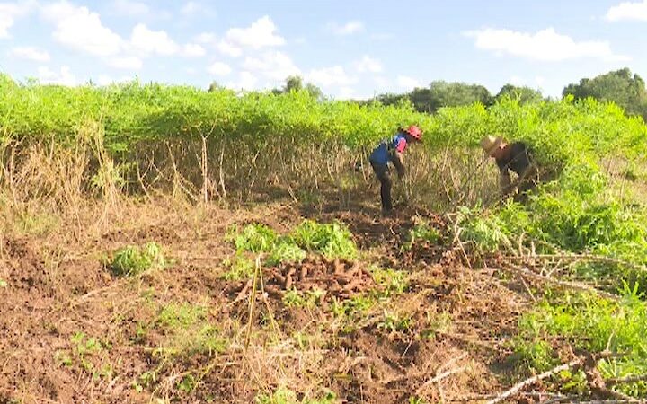 Incrementan en Puerto Padre percápita de alimentos por habitante