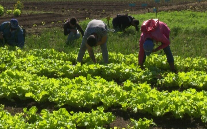 Destaca Instituto Politécnico Agropecuario tunero por la contribución a la soberanía alimentaria