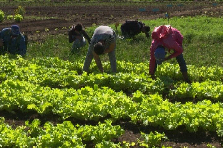 Destaca Instituto Politécnico Agropecuario tunero por la contribución a la soberanía alimentaria