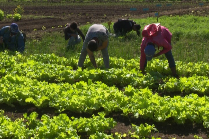Destaca Instituto Politécnico Agropecuario tunero por la contribución a la soberanía alimentaria