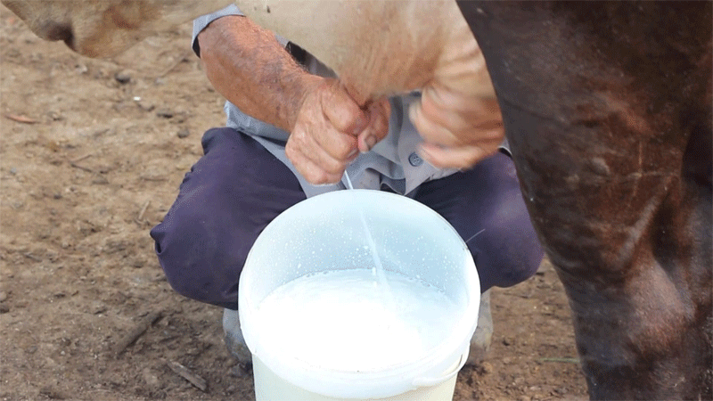 Ganaderos tuneros comprometidos a revertir incumplimientos en la producción de leche