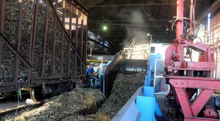 Cuba inicia producción de azúcar orgánica