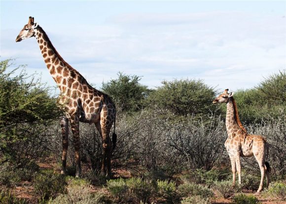 Científicos descubren el misterioso caso de las jirafas enanas
